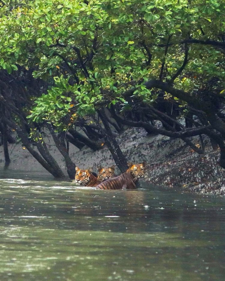 10 Unknown Facts About World’s Largest Mangrove Forest